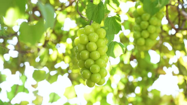 Shine Muscat Grape on a branch over green natural garden Blur background, Bunch of Shine Muscat Grape with leaves in blur background.