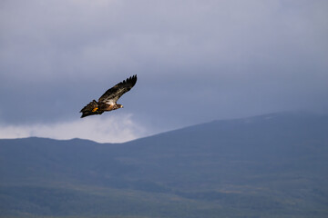 Juvenile American Bald Eagle flying high with mountain range in background, Katmai National Park, Alaska
