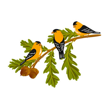vector drawing branch of burr oak tree with green leaves and acorns and birds of American goldfinch, Quercus macrocarpa isolated at white background, hand drawn illustration