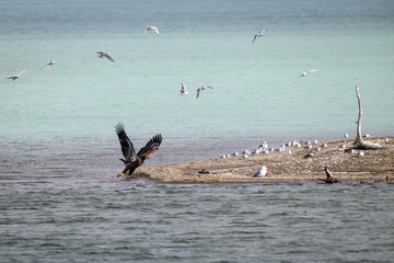 Juvenile American Bald Eagle with feet griping a salmon on the edge of the sand spit in Nak Nak Lake, Katmai National Park, Alaska
