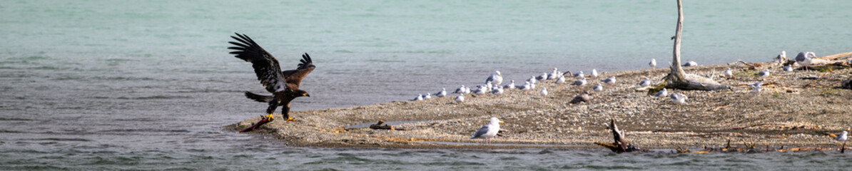 Juvenile American Bald Eagle with feet griping a salmon on the edge of the sand spit in Nak Nak Lake, Katmai National Park, Alaska
