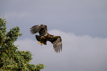 Juvenile American Bald Eagle taking flight from a spruce tree, Katmai National Park, Alaska
