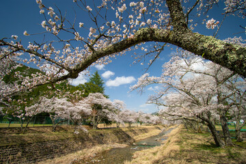 河川敷の桜