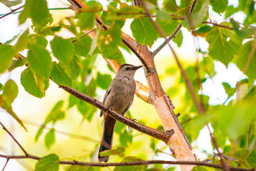 Bird in tree