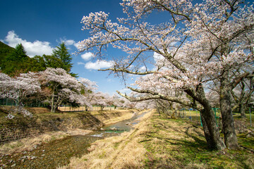 河川敷の桜