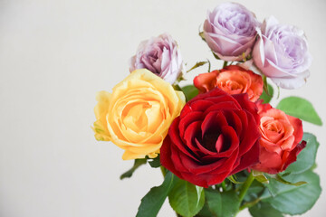 カラフルな薔薇