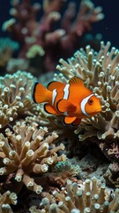 underwater clown fish,Bright Orange Clownfish Swimming Through Coral Reefs

