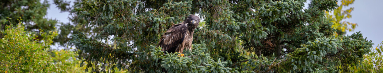 Juvenile American Bald Eagle perched in a spruce tree looking for prey, Katmai National Park, Alaska
