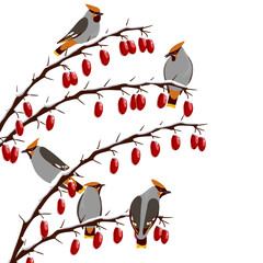 barberry, tree branch with berries in winter with snow and birds of Bohemian waxwing, isolated at white background, hand drawn illustration