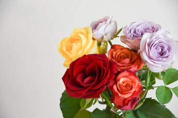 Fototapeta premium カラフルな薔薇
