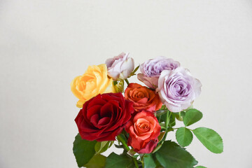 カラフルな薔薇