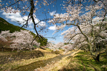 河川敷の桜