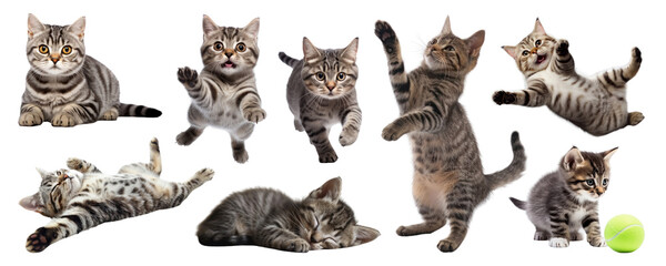 PNG Playful kittens enjoying active moments set, isolated on transparent background