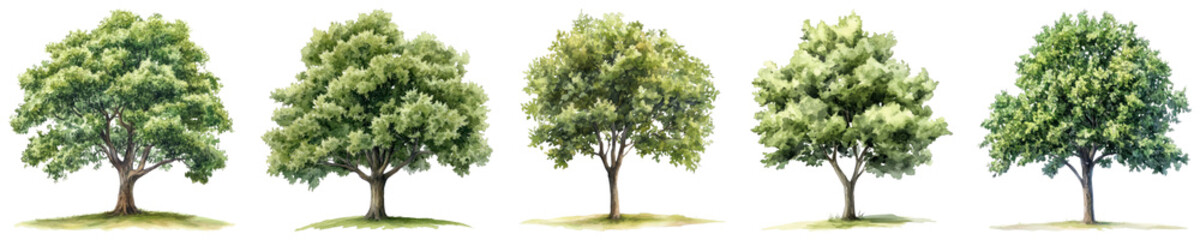 PNG Five lush green trees illustration set, isolated on transparent background