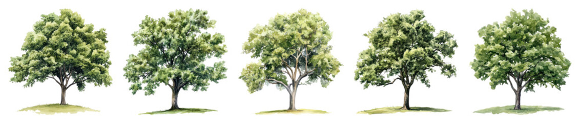 Obraz premium PNG Five watercolor trees beautifully illustrated set, isolated on transparent background