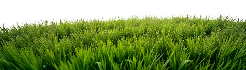 Obraz premium green grass meadow isolated on white