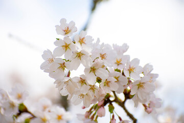 日本人が好む桜であるソメイヨシノ
