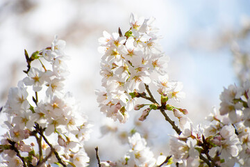 日本人が好む桜であるソメイヨシノ
