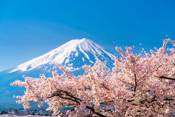 日本の春・富士山と満開の桜