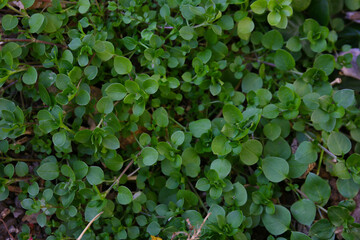Fototapeta premium botanical background of chickweed in a garden