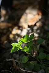 botanical background of chickweed in a garden