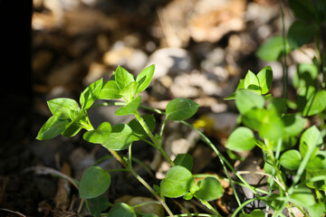 botanical background of chickweed in a garden