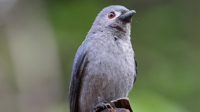 Close-up beautiful wildlife bird Ashy Drongo with blur background for wallpaper and background use