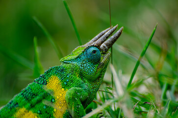 Three Horned Chameleon 