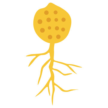 chytridiomycota