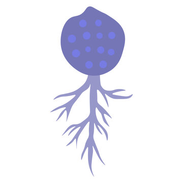 chytridiomycota