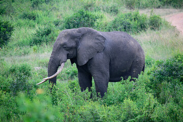 African Elephant Grazing