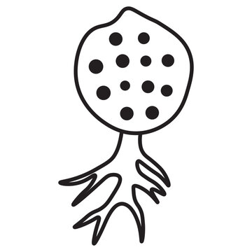 chytridiomycota line icon