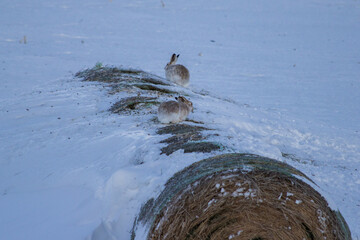 jackrabbits on round hay bales © Peter