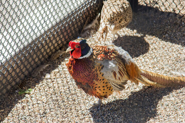 ring necked pheasant in a cage