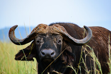Old Bull Cape Buffalo Closeup