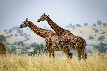Giraffe Walking in the Savannah