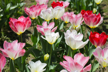 Obraz premium Beautiful tulip flower garden. The Expo 70 Commemorative Park, Osaka, Japan