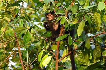Raffles' Banded Langur