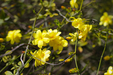 Winter jasmine, Jasminum nudiflorum flowers