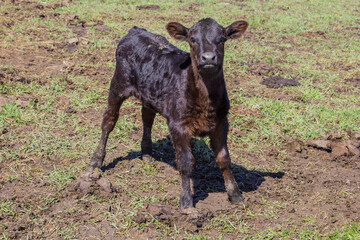 black angus calf