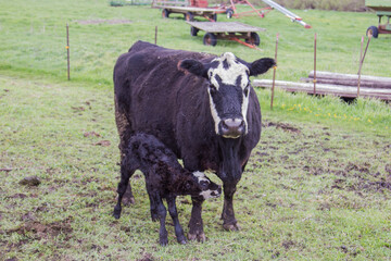 cow with newborn calf
