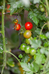a bunch of cherry tomatoes growing on a vine in a farmer's vegetable garden close-up