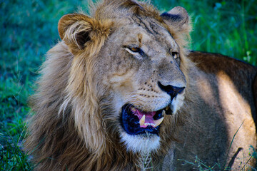 Male Lion Portrait