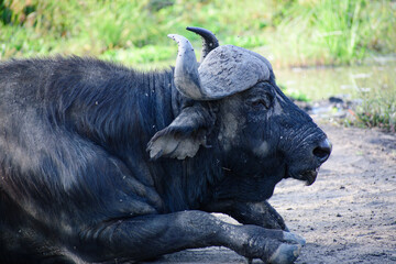 Cape Buffalo in the Wild
