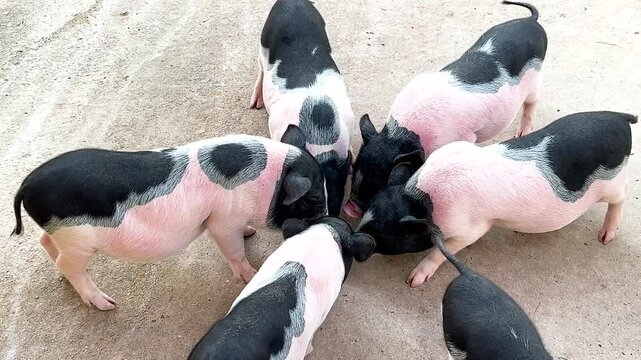 Mini Pigs Feeding at Exotic Zoo