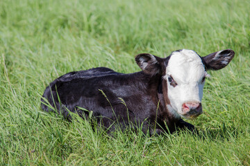black baldy calf