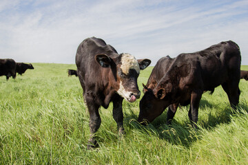 group of young calves