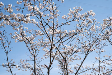 満開の桜