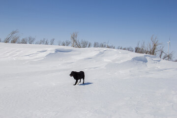 black dog walking in front of a big snow drift