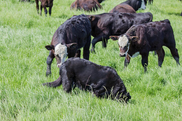 black dog being followed by calves
